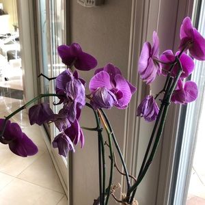 Meet your Posher, Sedigheh